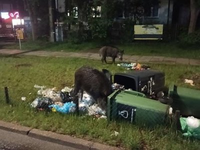 Dziki w Warszawie: zwierzęta coraz częściej spacerują ulicami, mieszkańcy alarmują - WIDEO