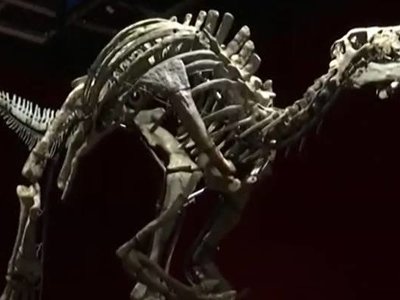Szkielet dinozaura będzie sprzedany na aukcji w Paryżu. Jego wiek szacowany jest na 150 milionów lat
