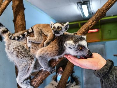Egzotarium miało przyciągać dzieci i dorosłych. Wkroczyła prokuratura