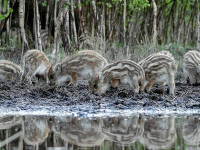Podpatrzone w lesie. Zobaczcie najładniejsze zdjęcia konkursu „Leśne Fotografie”