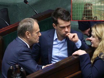 Posłanki kontra wiceminister. Rząd uderzy w hodowców norek. W koalicji zaiskrzy