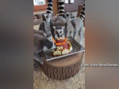 Fot. Śląski Ogród Zoologiczny