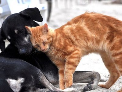 Animal Helper - pomoc dla zwierząt