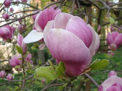 Nawożenie magnolii jest bardzo ważne! Zobacz, jaki nawóz i kiedy zastosować, by magnolie obsypywały się kwiatami co roku