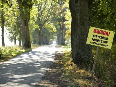 Całkowity zakaz wstępu do lasów. W Gdyni panuje wirus ASF. Gdzie jeszcze?
