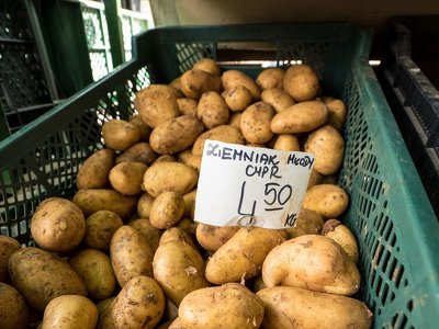 Załamanie na rynku ziemniaków. Drastyczna korekta ceny