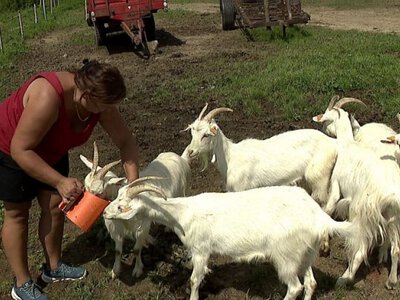 Dotacje na rozwój małych gospodarstw. Można dostać nawet 120 tysięcy złotych