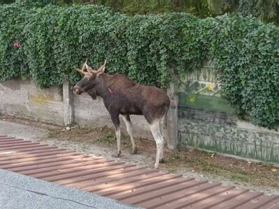 Łoś na ulicach Rzeszowa. Niestety zwierzę nie przeżyło (fot. KMP Rzeszów)