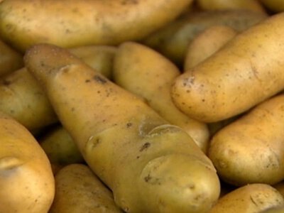 Skażenie materiału genetycznego. Polskie ziemniaki bezpieczne