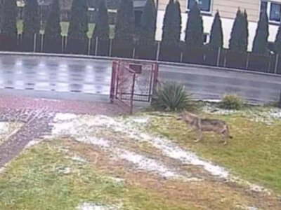 W Dąbrówce koło Jasła wilki biegały główną drogą asfaltową. Jeden z drapieżników wszedł na podwórko przez otwartą bramę