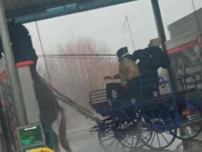 Maków Mazowiecki: myli konia w samochodowej myjni