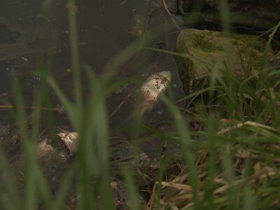 Służby w województwie śląskim wyłowiły na razie kilkanaście kilogramów martwych ryb. Fot. TVP3 Katowice