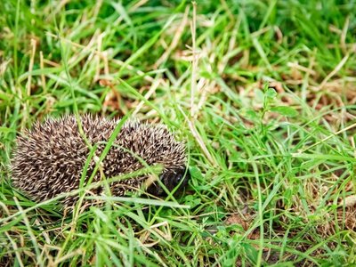 Jeż w ogrodzie to prawdziwy skarb. Wiemy jak go zwabić