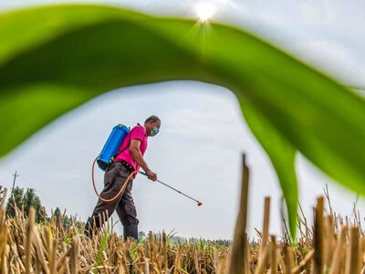 Toksyczny bumerang. Z Europy płyną w świat zakazane pestycydy