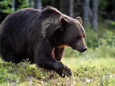 Rekordowa liczba niedźwiedzi w Tatrach. Jak zachować się na szlakach?