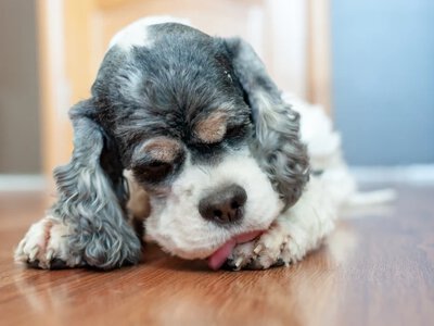 Wiosenna alergia u psa. Kiedy trzeba iść do weterynarza?