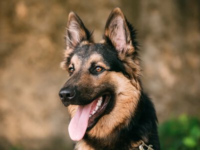 Brzydki zapach z uszu psa? To może być objaw zapalenia