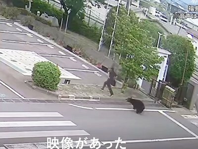 Rajd niedźwiedzia po Fukushimie. Cztery osoby ranne, zwierzę wciąż grasuje