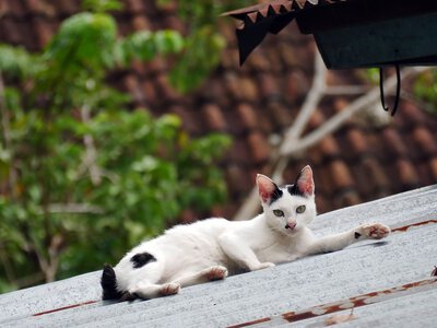 Kochasz koty? Możesz zamieszkać na rajskiej wyspie