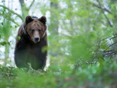 Niedźwiedzie pojawiły się w kolejnym mieście. Pilny apel władz
