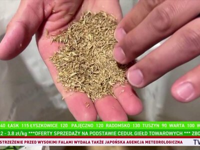 Mundial 2026. Przygotowano specjalne mieszanki trawy na boiska