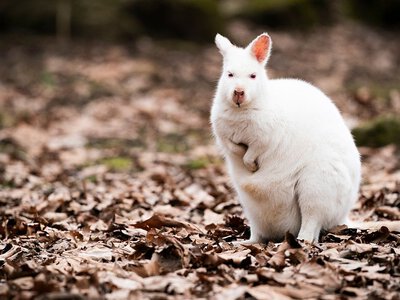 Kangury na gigancie. Uciekły z prywatnej hodowli