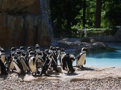 Pingwiny mają nowy dom. Warszawskie zoo otworzyło nowoczesny wybieg