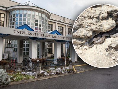 Śmiertelnie niebezpieczna żmija ukąsiła 16-latka w Nowym Targu. Surowicę sprowadzano z Monachium