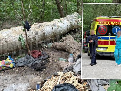 Tragedia w Warszawie. Spróchniałe drzewo zabiło człowieka