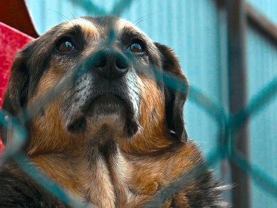 Podawał się za miłośnika zwierząt. Torturował adoptowane psy
