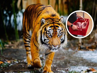 Zoo szuka opiekunów tygrysów. Oto, ile można zarobić