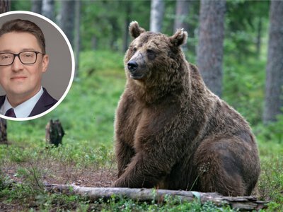 Wójt ostrzega mieszkańców przed niedźwiedziem. Charakterystyczne dźwięki