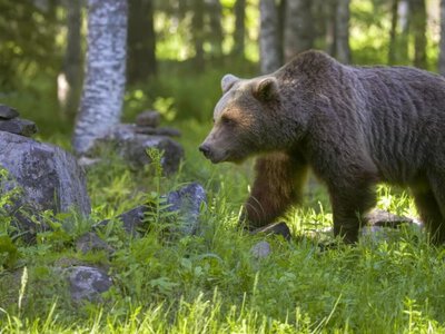Niedźwiedź zauważony w powiecie tarnowskim. Władze apelują o ostrożność