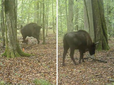 Wilki zaatakowały stado żubrów w Puszczy Białowieskiej. Fotopułapka nagrała niezwykłą scenę
