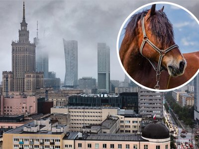 Tego jeszcze nie było. W Warszawie patronem ulicy może zostać koń