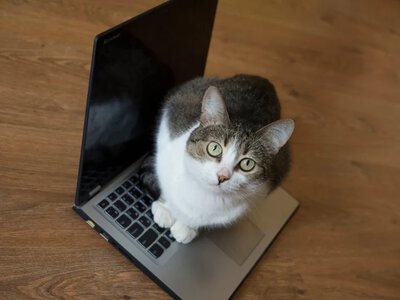 Dlaczego kot kładzie się na laptopie? To największy komplement dla opiekuna