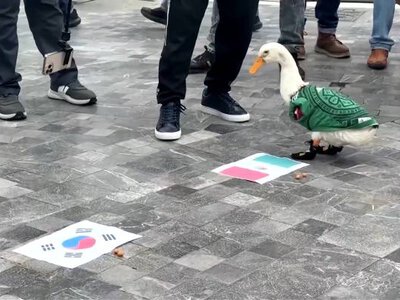 Kaczka kibicka zawładnęła sercami Meksykanów podczas MŚ 2026