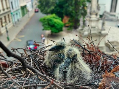 Ptak założył gniazdo na parapecie. Co grozi za jego zniszczenie?