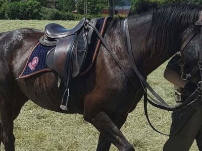 Koń zniknął po zrzuceniu jeźdźca. Poszukiwania w Krakowie