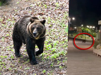 Niedźwiedź spacerował po Rynku w Przemyślu. Prezydent miasta pokazał nagranie