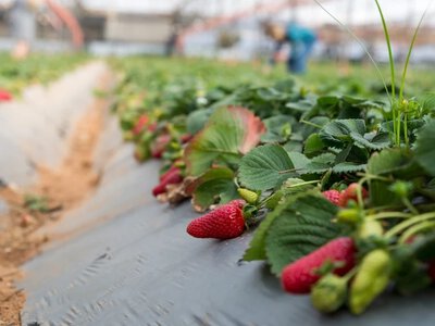 Kradną Niemcom truskawki. Rolnicy prześcigają się w zabezpieczeniach