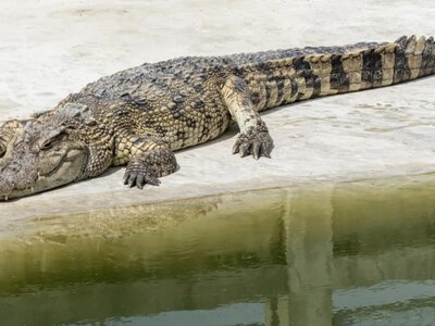 Trzylatek w stanie krytycznym po incydencie w zoo. Zwrot ws. aresztowanego