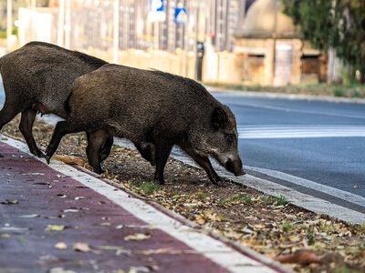Dzik przewrócił wózek z dzieckiem. Władze wprowadziły nowe środki