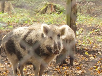 Dziki coraz większym problemem Krakowa. Władze reagują