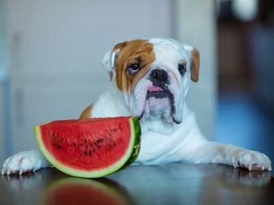 Arbuz nie dla każdego psa. Jak podawać owoc pupilowi w upalne dni?