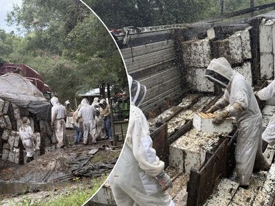 Miliony pszczół uciekło z ciężarówki. „Zostańcie w domach”