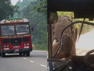 Koszmar w raju. Słoń zaatakował autobus, przebił szybę na wylot