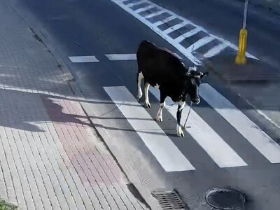 Krowa poszła na miasto. Właściciel stanie przed sądem
