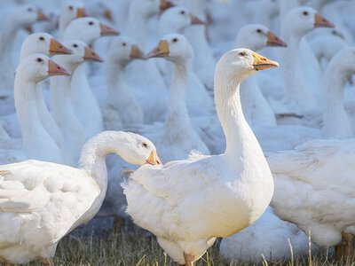 Bitwa o polską gęś owsianą. Stawką unijne logo jakości