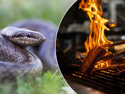 Grillowany wąż. Imprezowicze z Krakowa wrzucili zwierzę na ruszt
